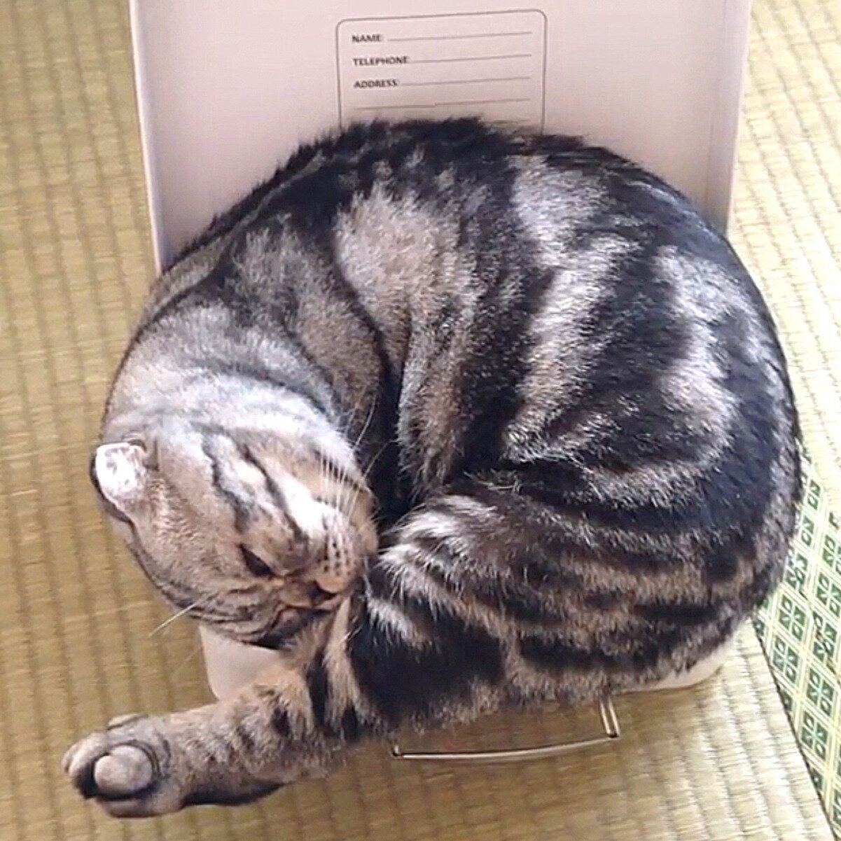 失敗される猫 I took my two one-year-old cats to get vaccinatedit's