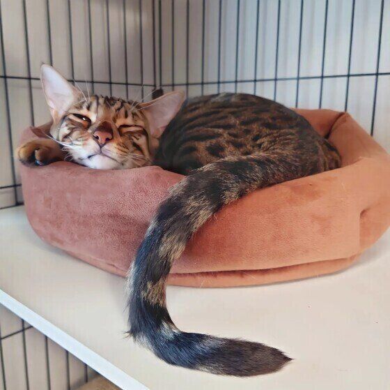 ベンガルの天寅ちゃん