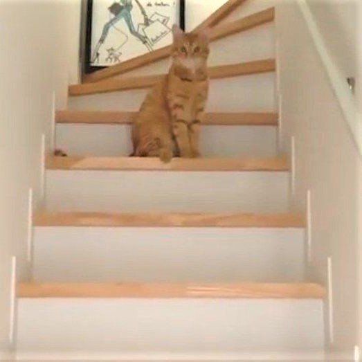 階段の猫