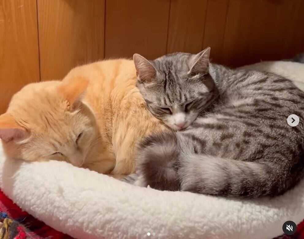 くっついて眠るもいわちゃん、いぶきくん