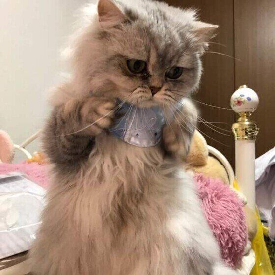 初めて二本足で立ったスコティッシュフォールド・ロングヘア