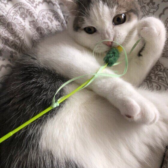 タルくん（スコティッシュフォールド）