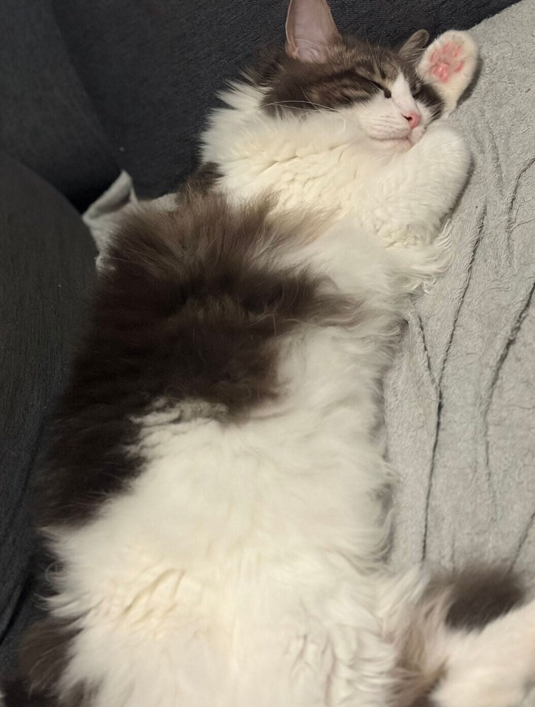 眠るばぶちゃん