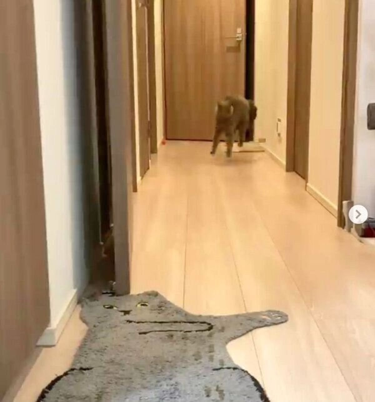 おこりんぼたぬきステップ で近づいてくる猫 飼い主さんと遊びたくてアピールする姿が可愛い ねこのきもちweb Magazine おこりんぼたぬきステップ で近づいてくる猫 飼い主さんと遊びたくてアピールする姿が可愛い ねこのきもちweb Magazine