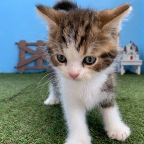 飼い主さんに向かって進む子猫