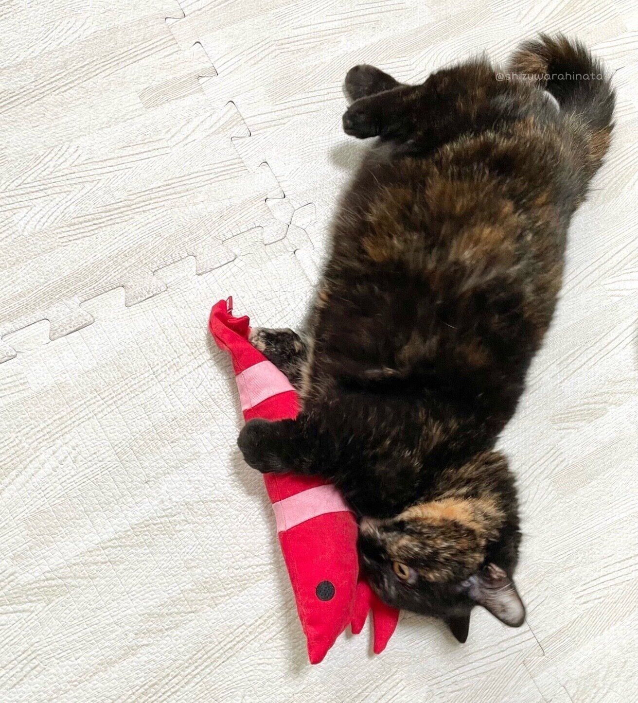 おもちゃをギュッと抱えるしずくちゃん