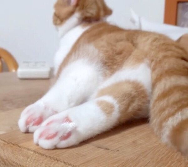 まったりくつろぐむぎちゃん