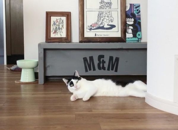 突然顔をひょこっと出す猫