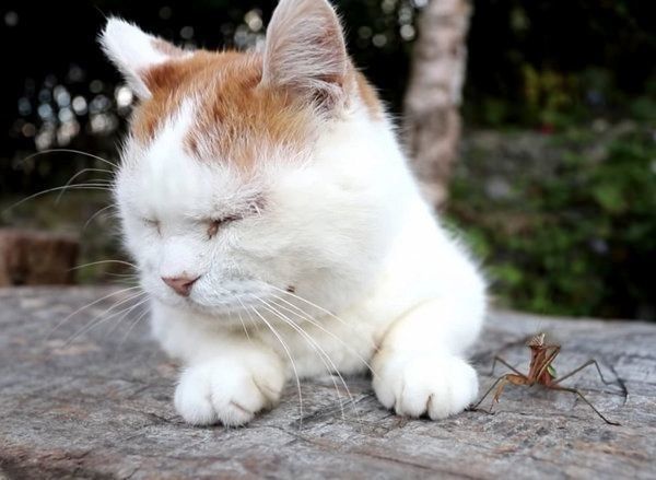 カマキリと猫