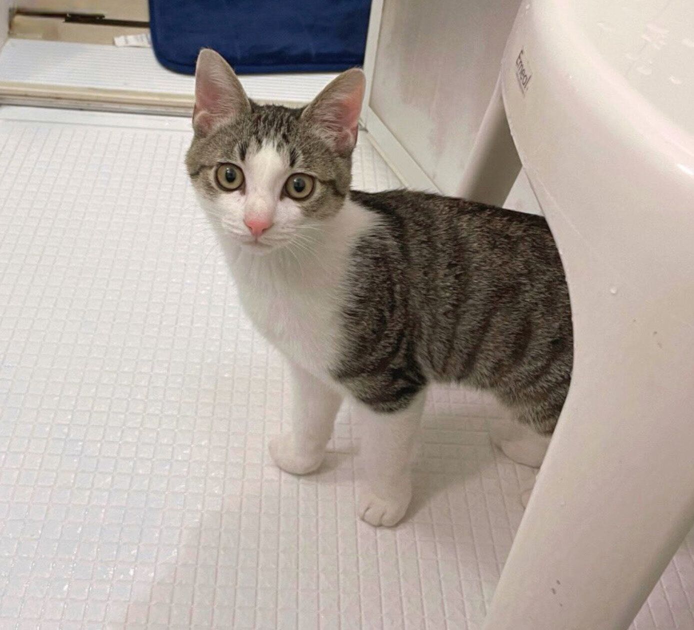 お風呂場にやってきた琥珀くん