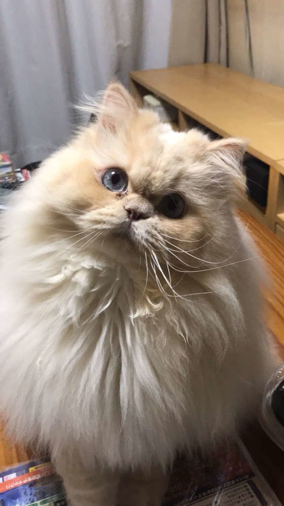 白と薄い茶色の毛色をした麦くん