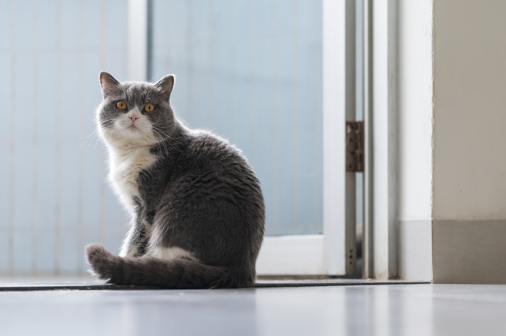 ブリティッシュショートヘアの特徴と飼い方 可愛い画像いっぱい ねこのきもち 猫図鑑 ねこのきもちweb Magazine