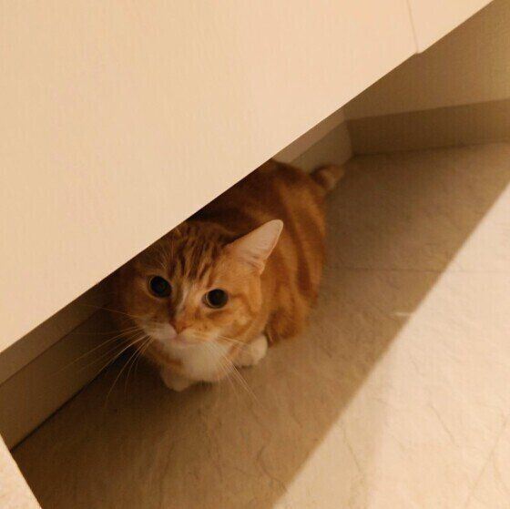 靴箱の下に隠れるマンチカンのたびくん