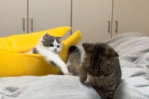 「びっくり箱」のようにバナナベッドから飛び出るおすしくん