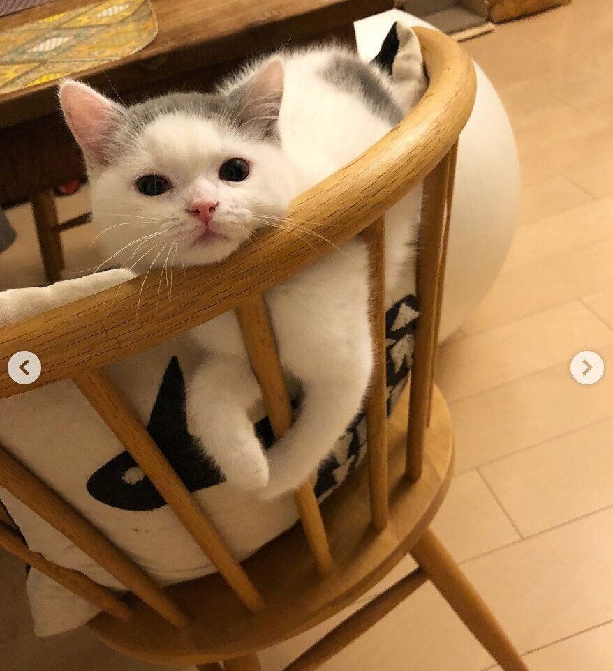 子猫時代のカツヲくん