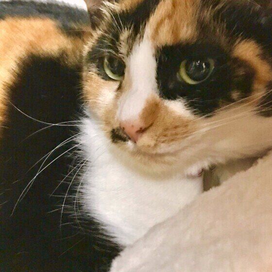 ミケ　ミッコちゃん