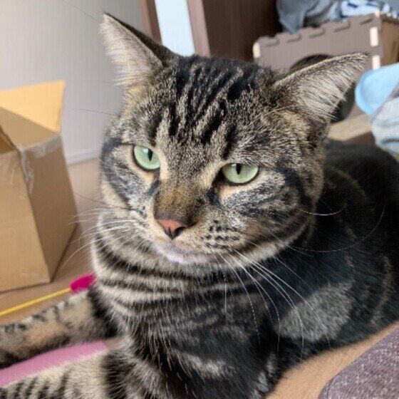 ニャルソック中のアメリカンショートヘア