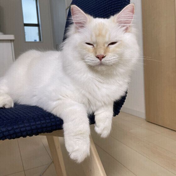 椅子に座るアルくん（サイベリアン）