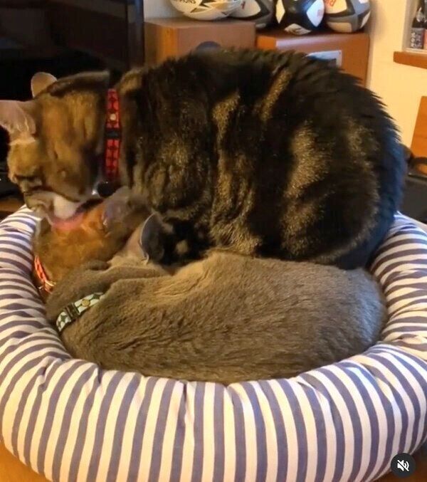 「猫団子」ができるまでの様子