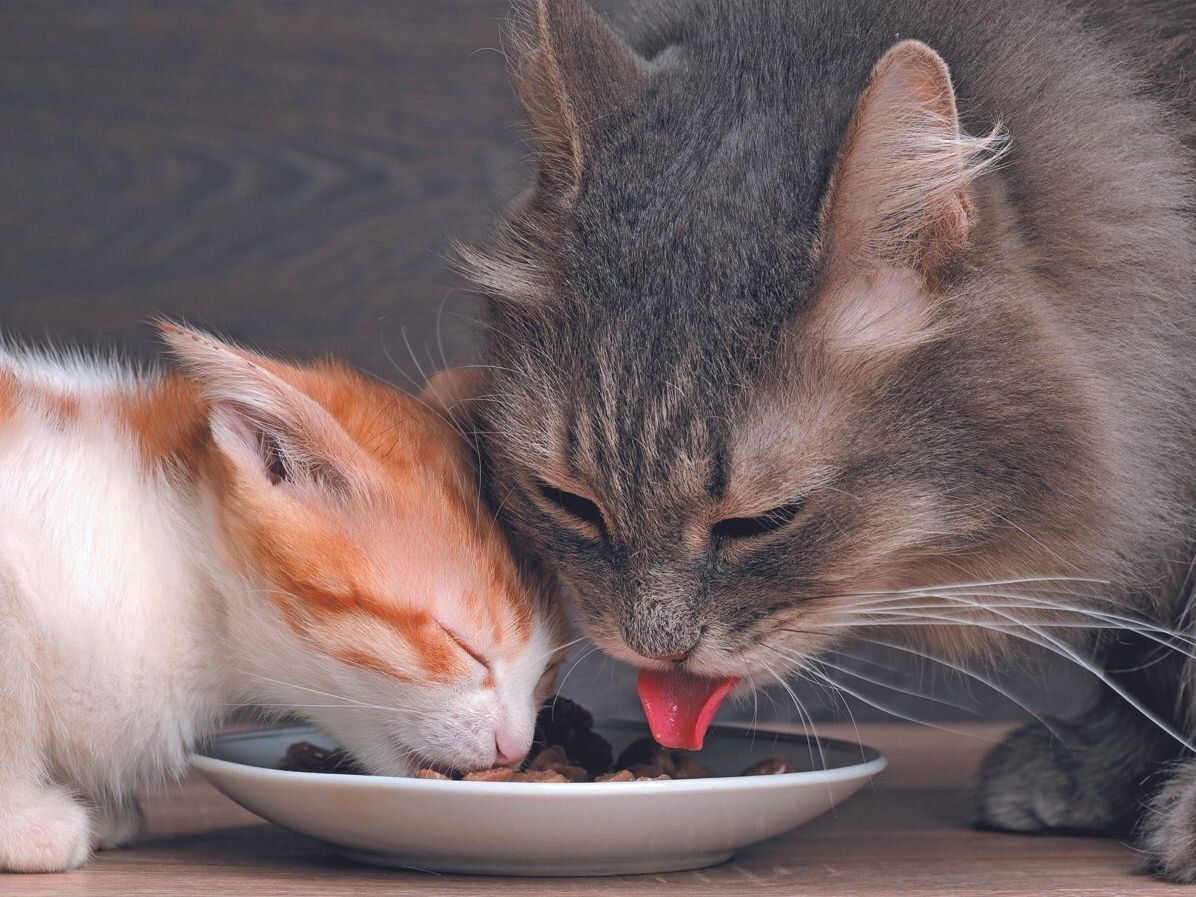 写真／ストックフォト