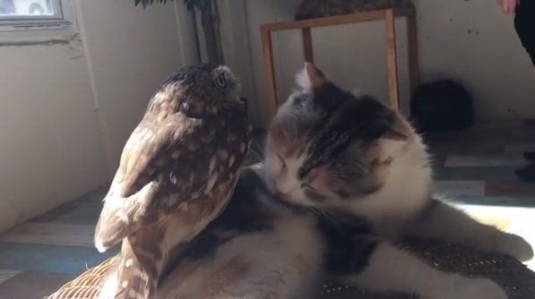 毛づくろい中のマリモちゃんとフクちゃん