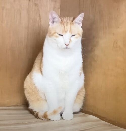 しょんぼりする猫