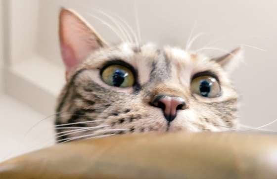 見つめるアメリカンショートヘア