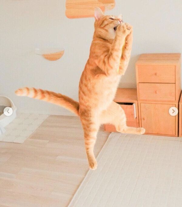 じゃらしで遊ぶみゃおちゃん