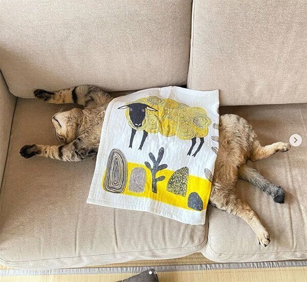 バンザイ寝する猫