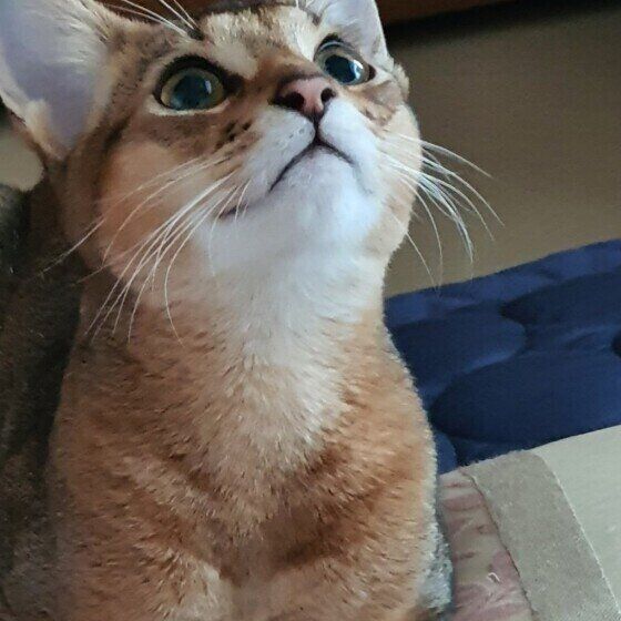 上を見上げるアビシニアンのラオくん