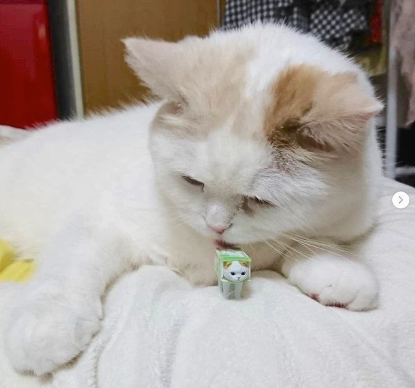 カプセルトイ「ハコティッシュフォールド3」