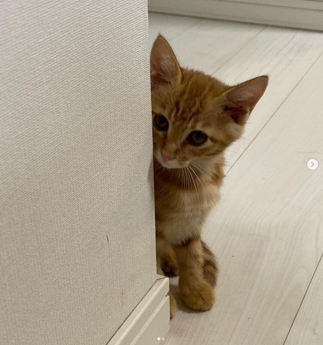 顔を出すきなこちゃん