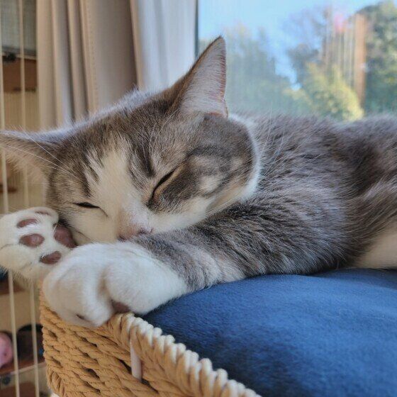 窓辺でウトウトする猫