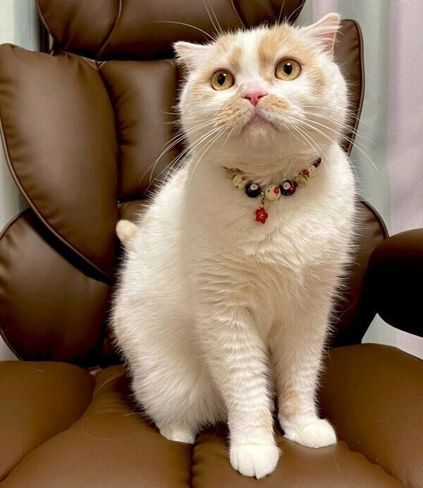 新しいソファに座るホイちゃん