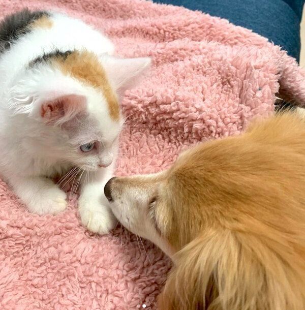 見つめ合うめろんちゃんととらちゃん