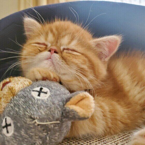 眠るエキゾチックショートヘア