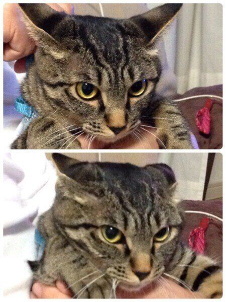 初めて、パパさんに抱っこされた時(無理やりだけど)3秒後耳が…