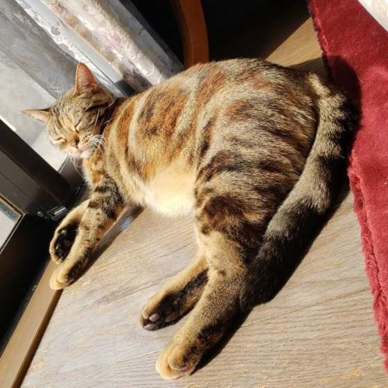 日向ぼっこしているアメリカンショートヘア