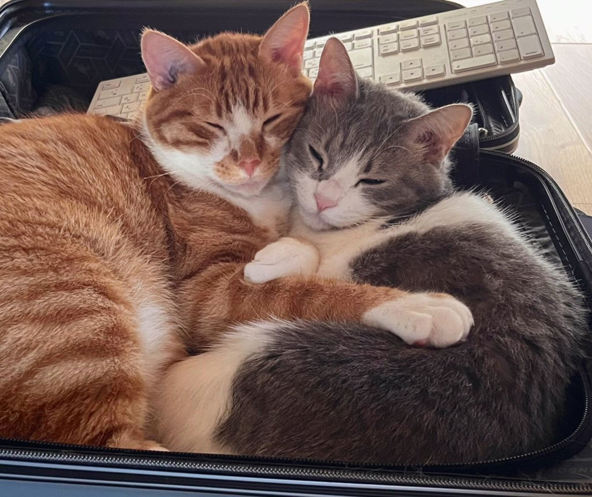 スーツケースの中に入るこむぎくん、セナちゃん