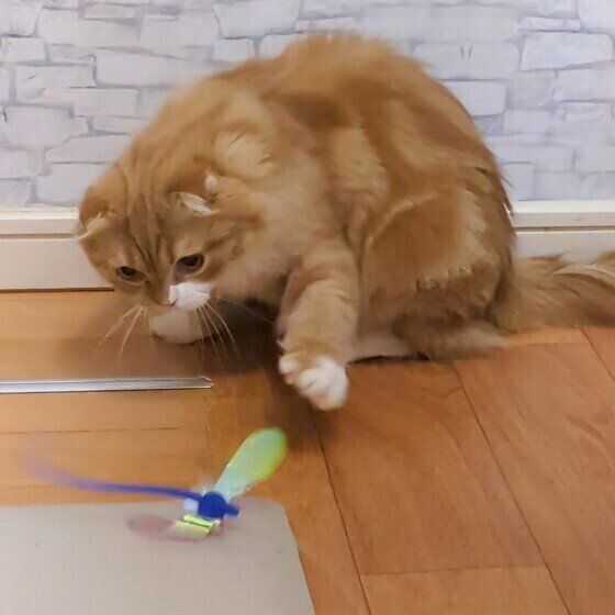 スコティッシュフォールド・ロングヘアのこむぎちゃん