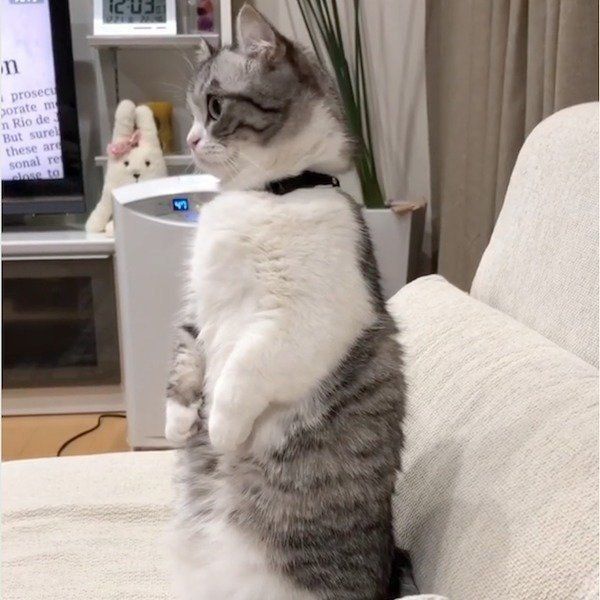 マンチカンのこまるちゃん