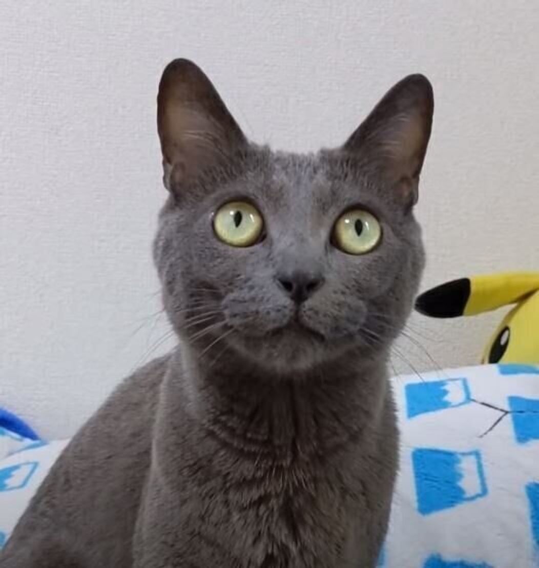 起きてくれニャい 娘さんを起こすためにたくさんフミフミする猫 ねこのきもちweb Magazine 起きてくれニャい 娘さんを起こすためにたくさんフミフミする猫 ねこのきもちweb Magazine