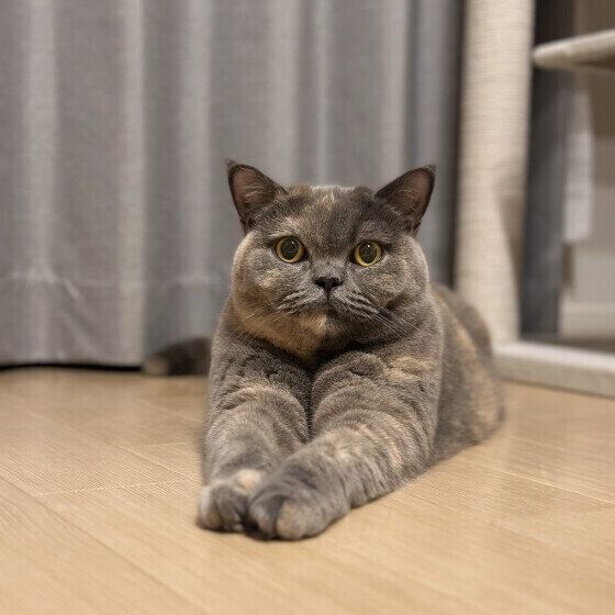 腕を伸ばして座るブリティッシュショートヘア