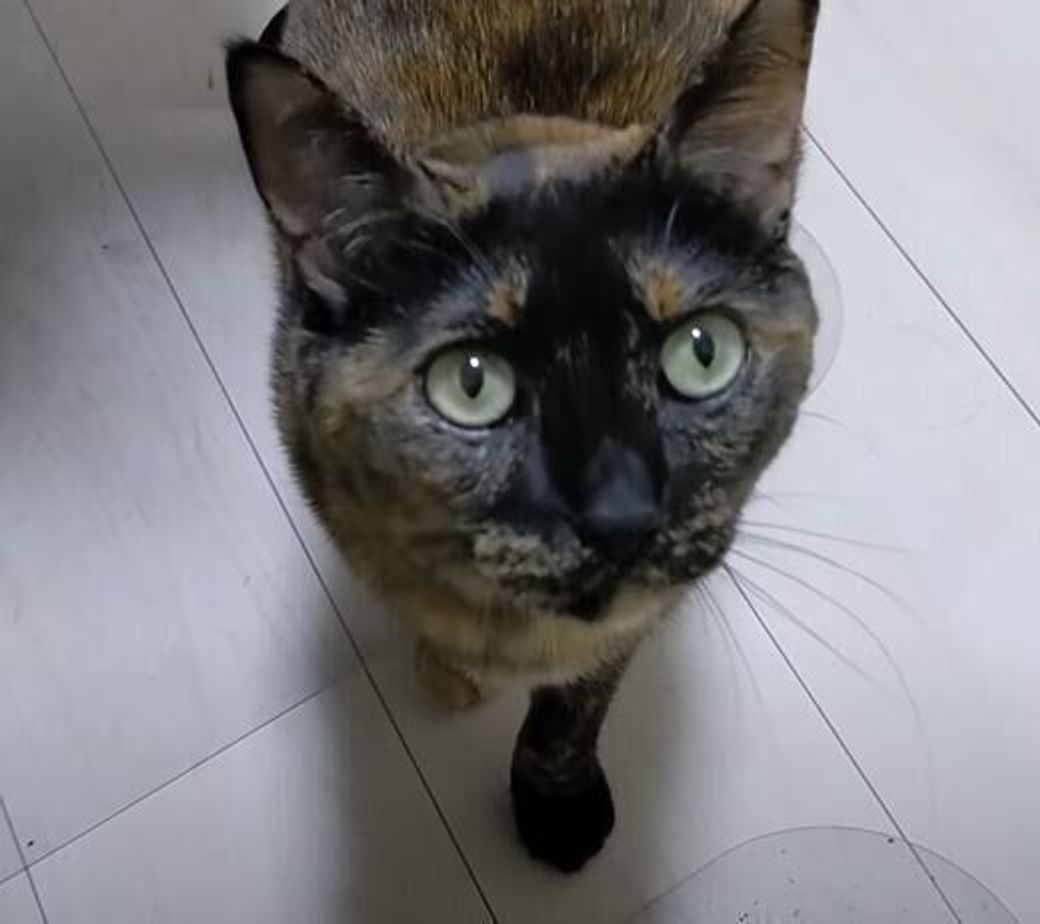 大好きなママさんと一緒でおしゃべりが止まらない 思う存分甘えるサビ猫 ねこのきもちweb Magazine 大好きなママさんと一緒でおしゃべりが止まらない 思う存分甘えるサビ猫 ねこのきもちweb Magazine