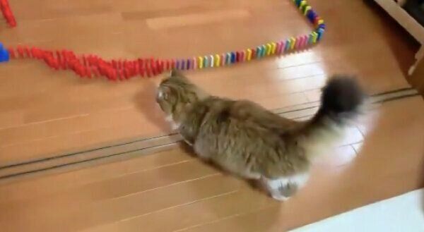 ドミノが並べられた部屋にやってきた秀吉くん