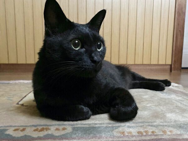 フセをするろんさん