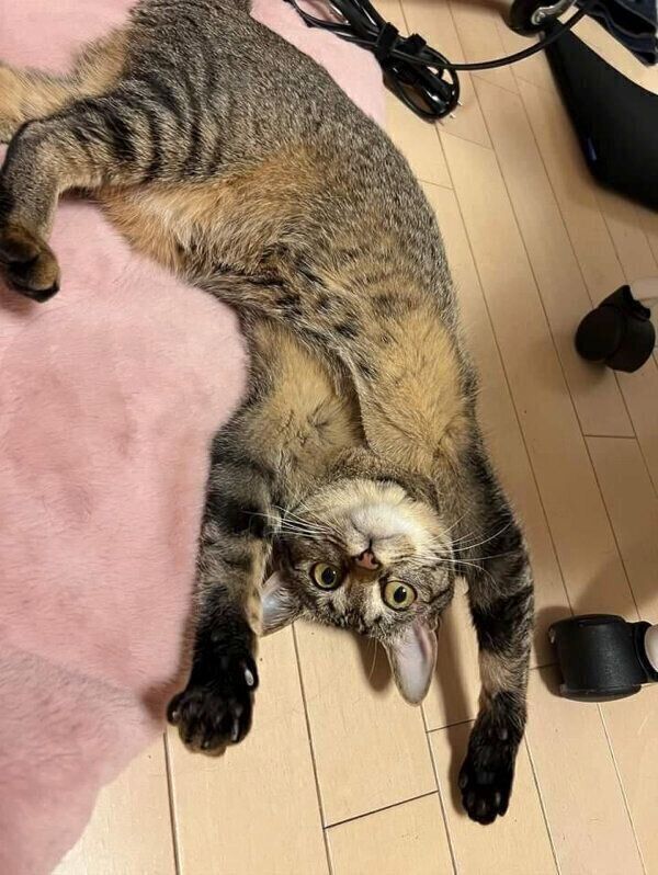 ヘソ天するとろろちゃん