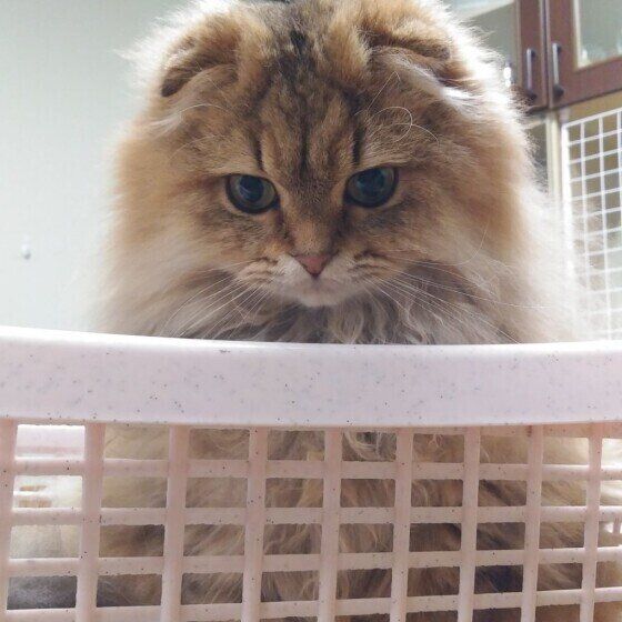 スコティッシュフォールドのアンクちゃん♪