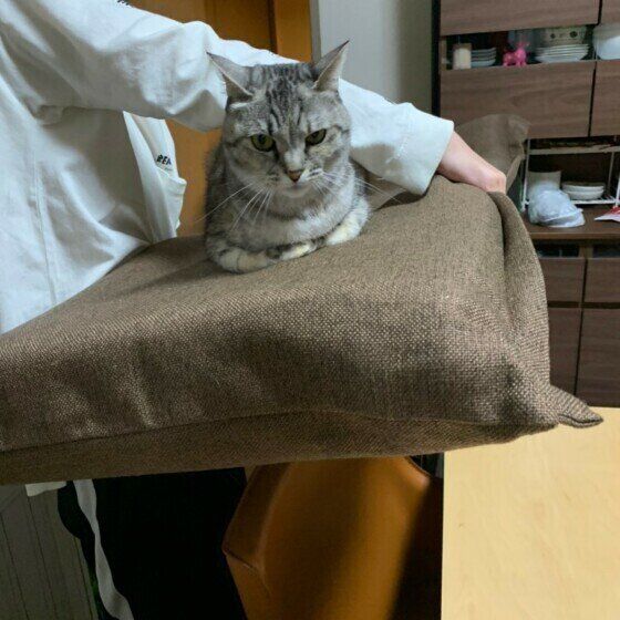 座椅子に座る猫
