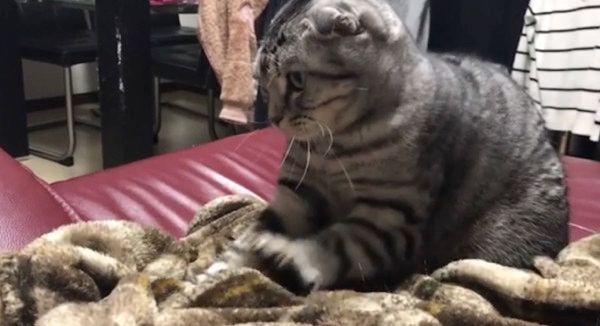 音楽にあわせてフミフミする猫